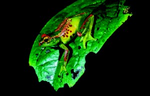 Imagen 3: Boophis ulftunni / Foto: Franco Andreone