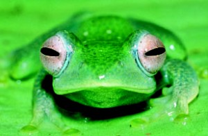 Imagen 1:Boophis aff elenae / Foto: Miguel Vences