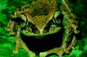Imagen 2:Boophis aff miniatus Ranomafanakely / Foto: Miguel Vences
