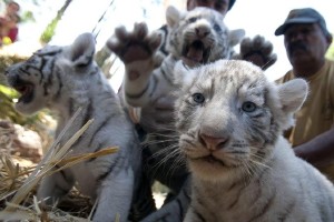 Crías de tigre blanco. Efe