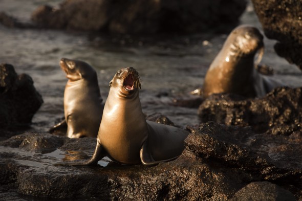Leones marinos en la isla Pinta, Galápagos (Ecuador). Efe
