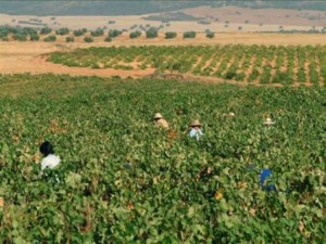 Viñas de Valdepeñas.